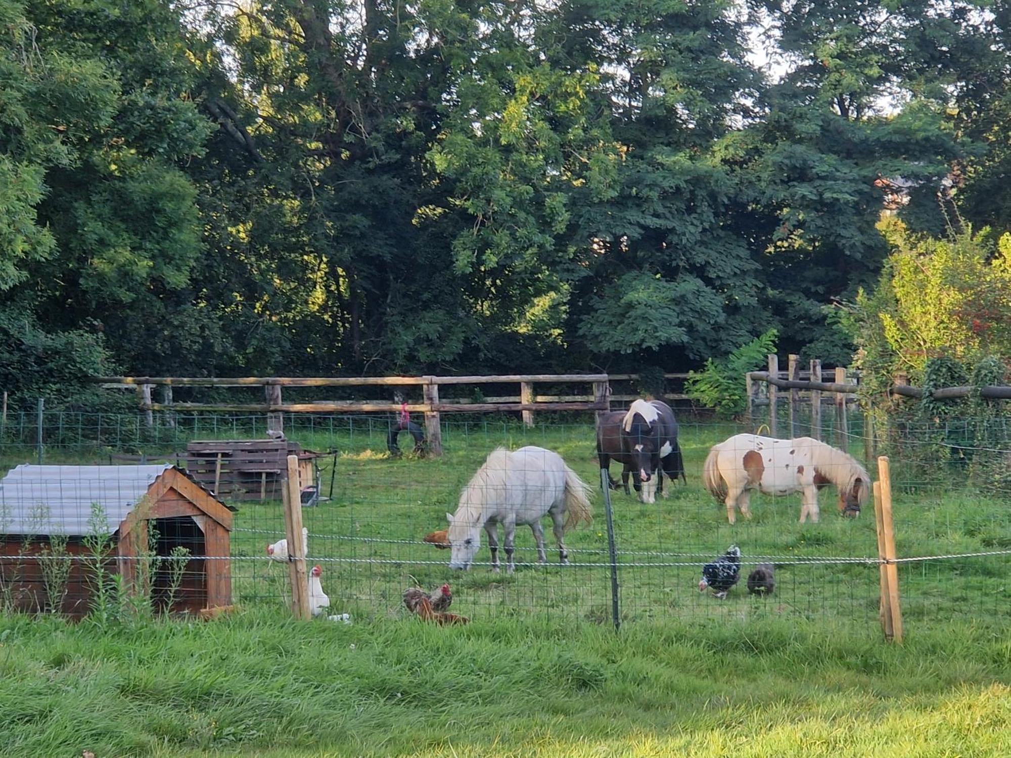 Relais Equestre Du Miloir - Chambres D'Hotes Saint-Desir Exteriér fotografie