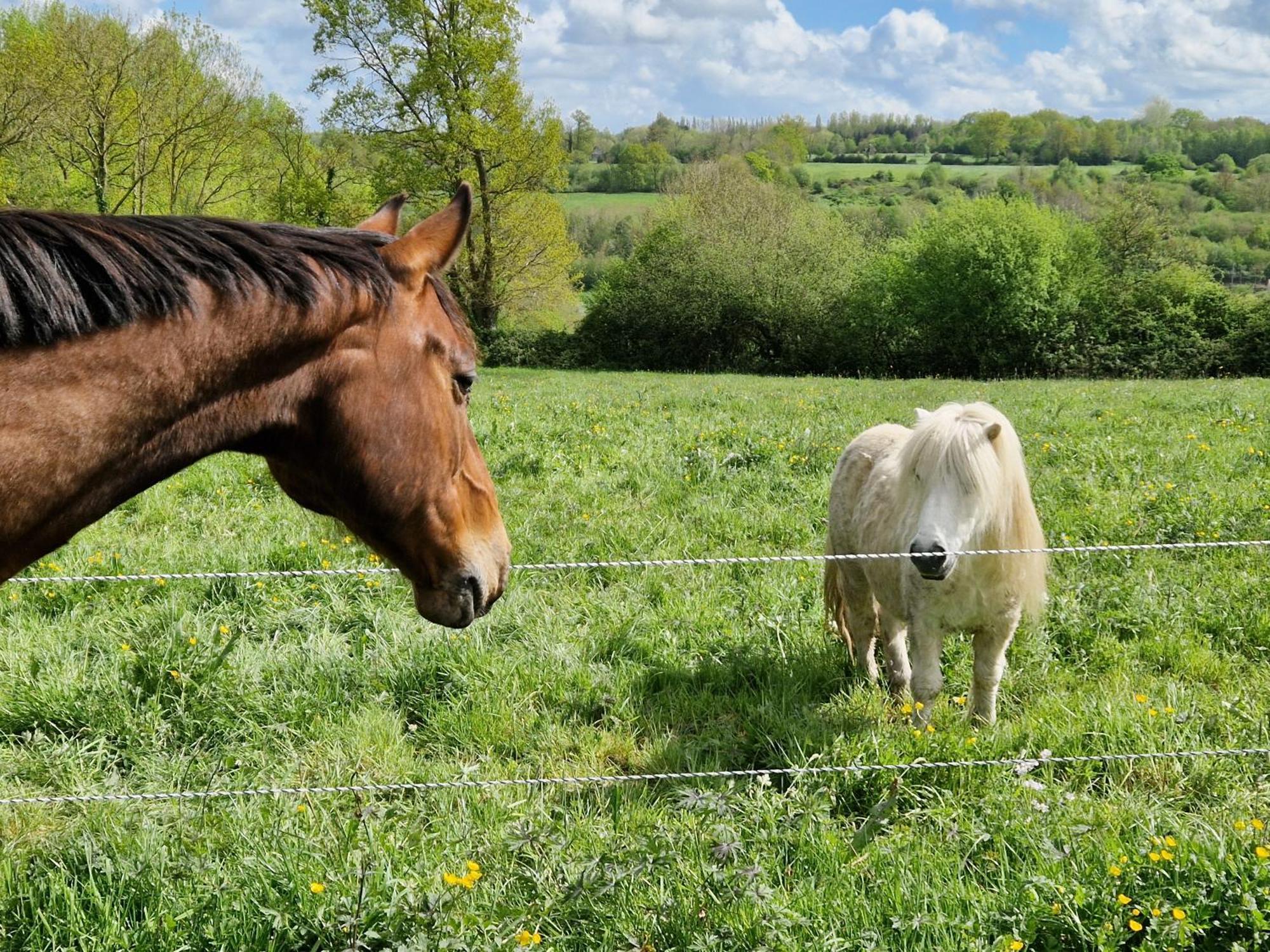 Relais Equestre Du Miloir - Chambres D'Hotes Saint-Desir Exteriér fotografie
